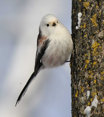 Long-tailed tit(japonicus) Unknown Spots Unknown Date