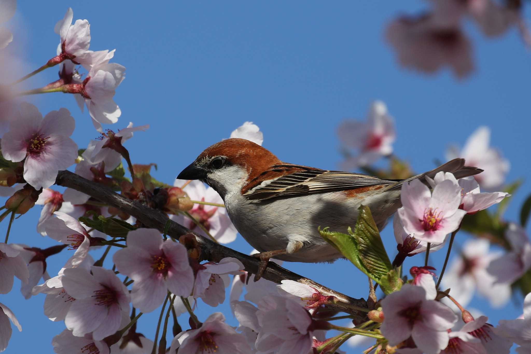 桜 by 野鳥好き