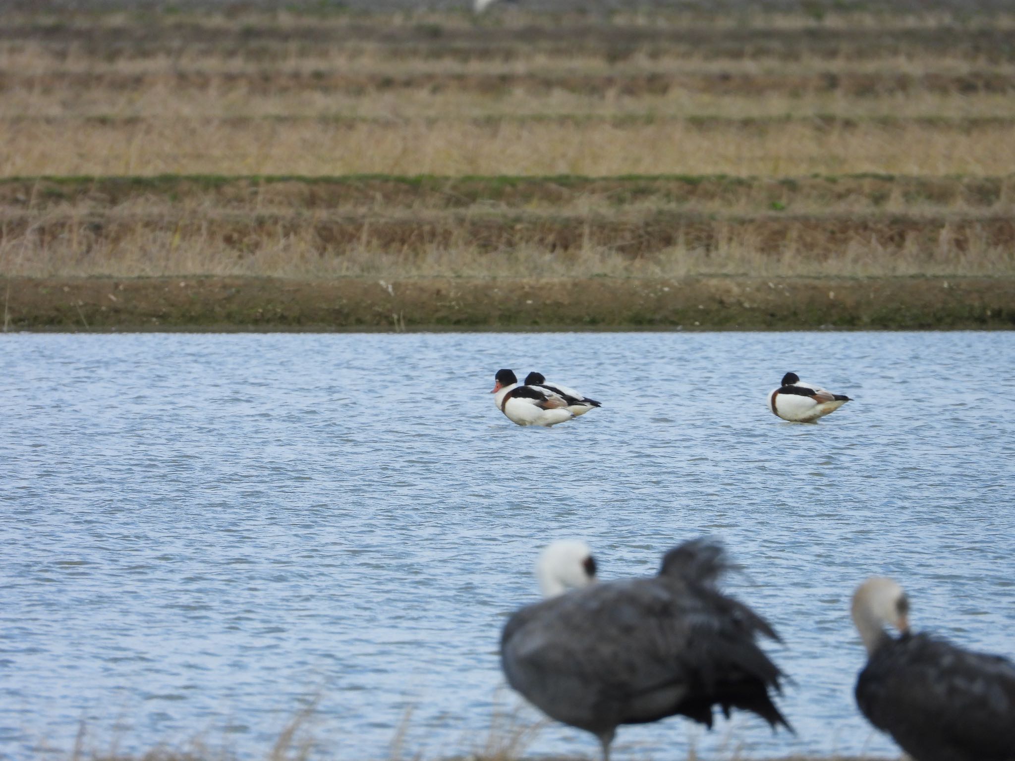 Common Shelduck