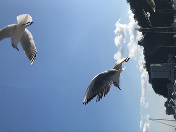 Common Gull 熱海 Fri, 1/3/2020