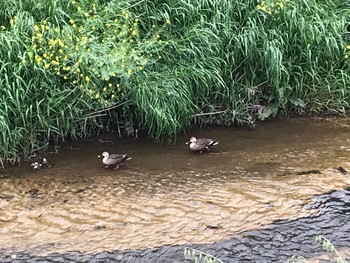 Eastern Spot-billed Duck 深谷市 Wed, 5/6/2020