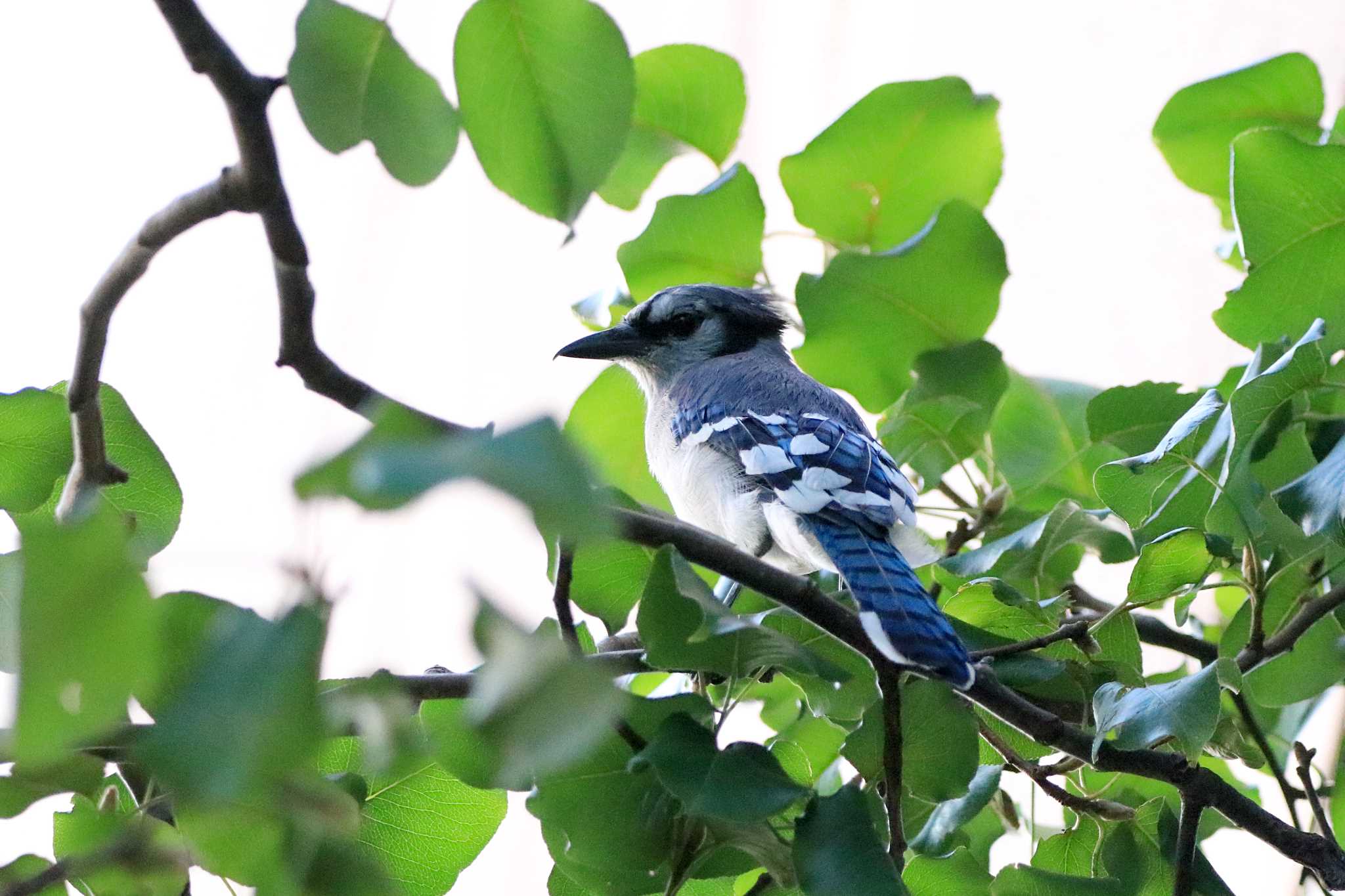 Blue Jay