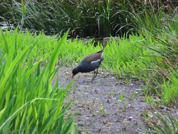 Sun, 4/5/2020 Birding report at 泉の森公園