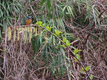 2020年4月12日(日) 舞岡公園の野鳥観察記録