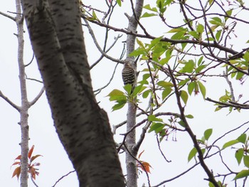 2020年4月16日(木) 鹿沼公園の野鳥観察記録