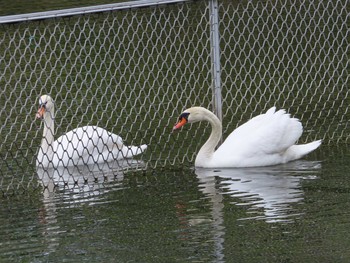 コブハクチョウ 鹿沼公園 2020年4月16日(木)