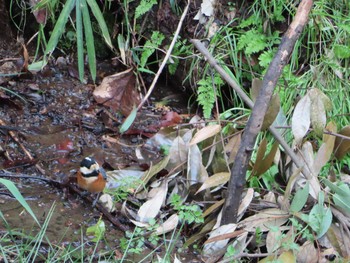 2020年3月30日(月) 芹ケ谷公園の野鳥観察記録