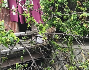 Eurasian Tree Sparrow 京都白川 Wed, 5/6/2020