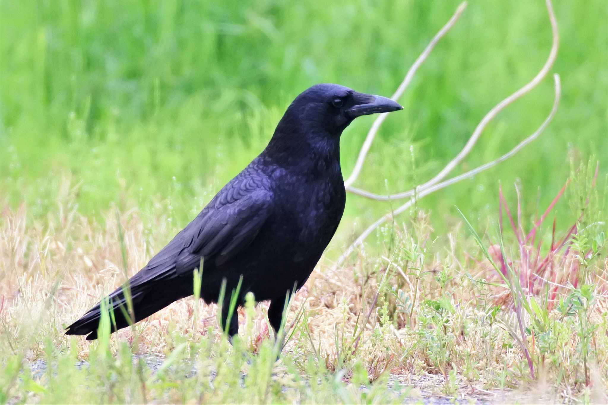 Photo of Carrion Crow at 新潟市 by ひたきや