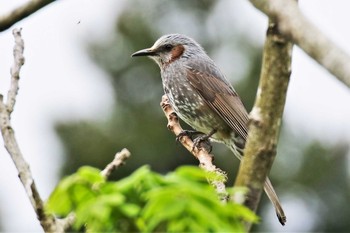 Brown-eared Bulbul 新潟市 Wed, 5/6/2020