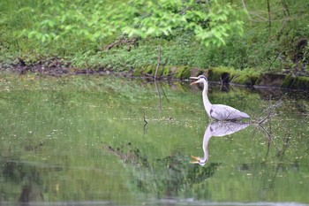 アオサギ 座間谷戸山公園 2020年5月6日(水)