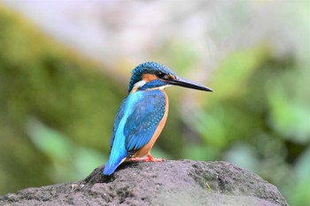 カワセミ 座間谷戸山公園 2020年5月6日(水)