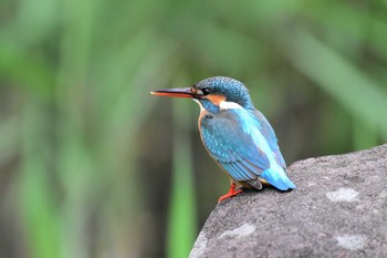 カワセミ 座間谷戸山公園 2020年5月6日(水)