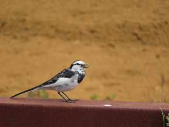 2020年3月22日(日) 新治市民の森の野鳥観察記録