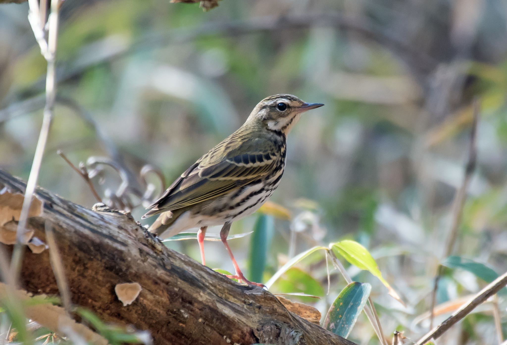 Photo of Olive-backed Pipit at Yanagisawa Pass by Jgogo