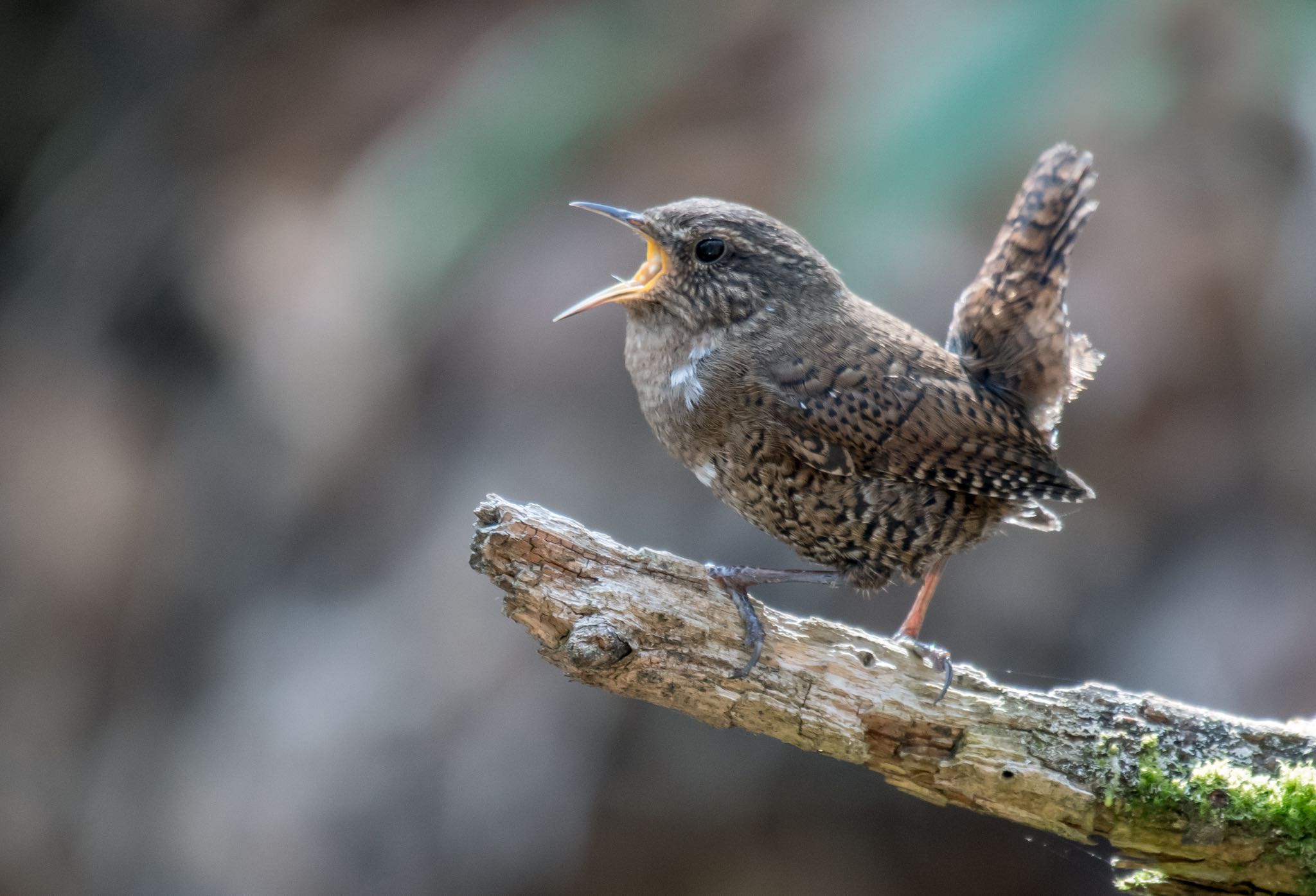 Photo of Eurasian Wren at Yanagisawa Pass by Jgogo