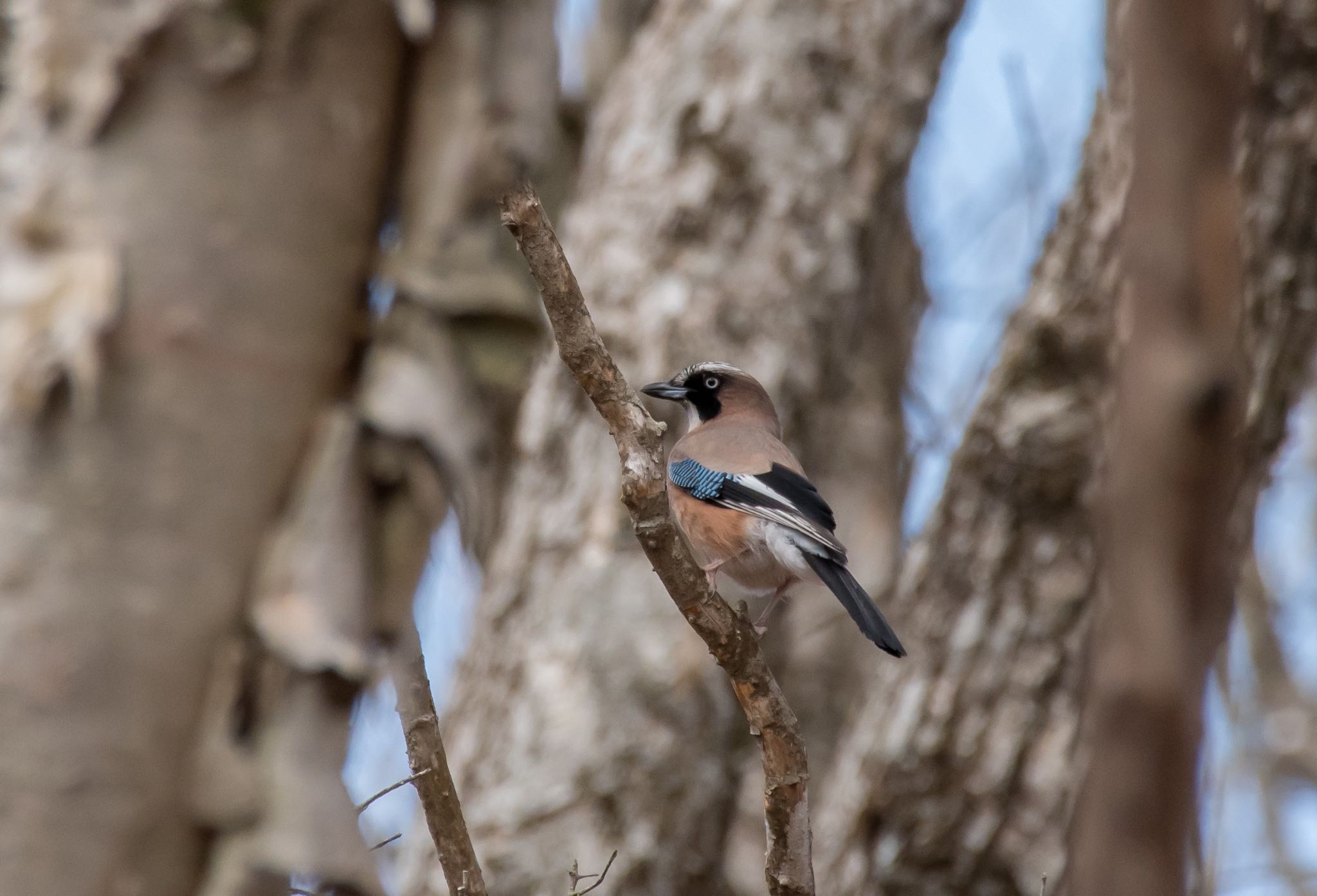 Photo of Eurasian Jay at Yanagisawa Pass by Jgogo