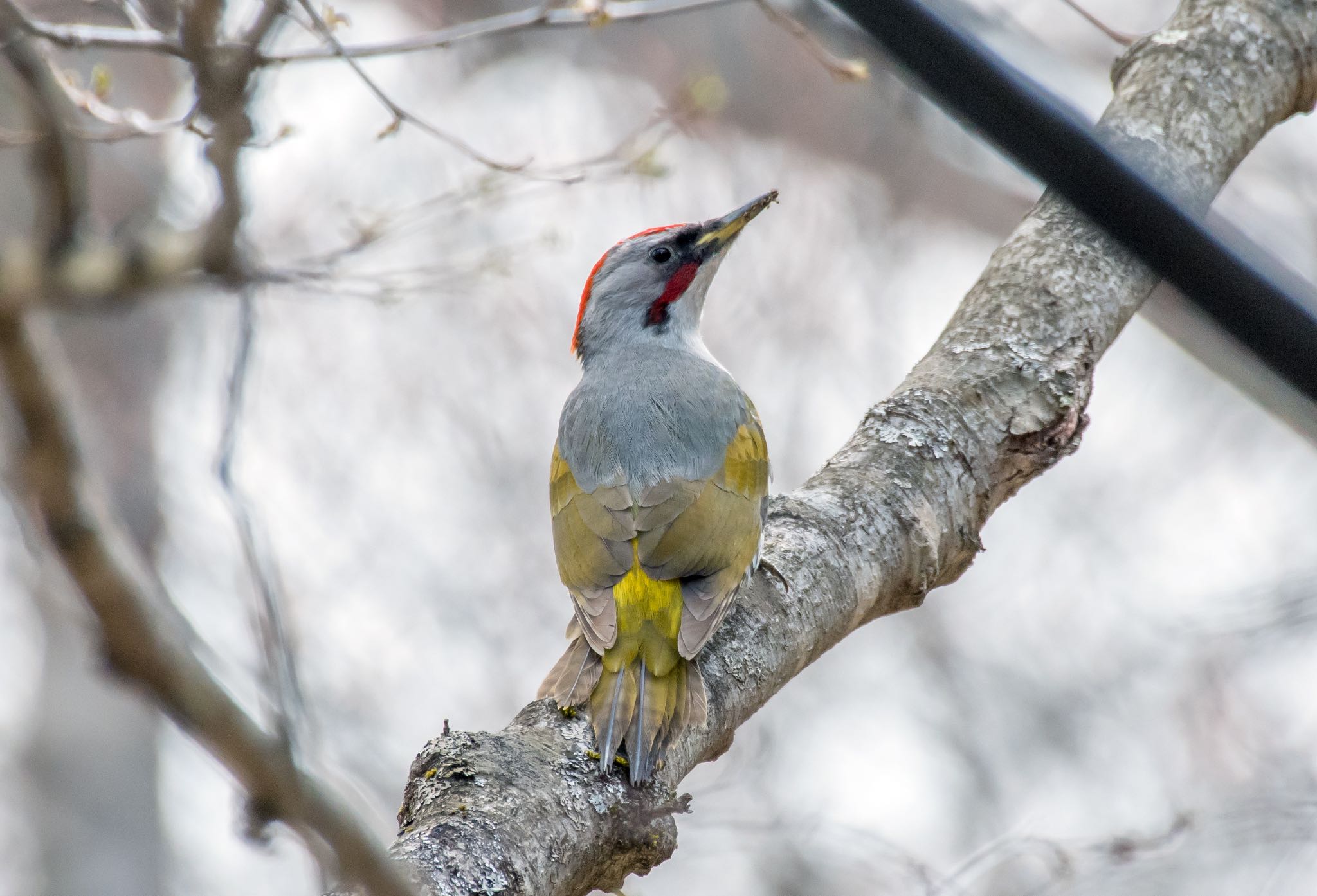 Photo of Japanese Green Woodpecker at Yanagisawa Pass by Jgogo