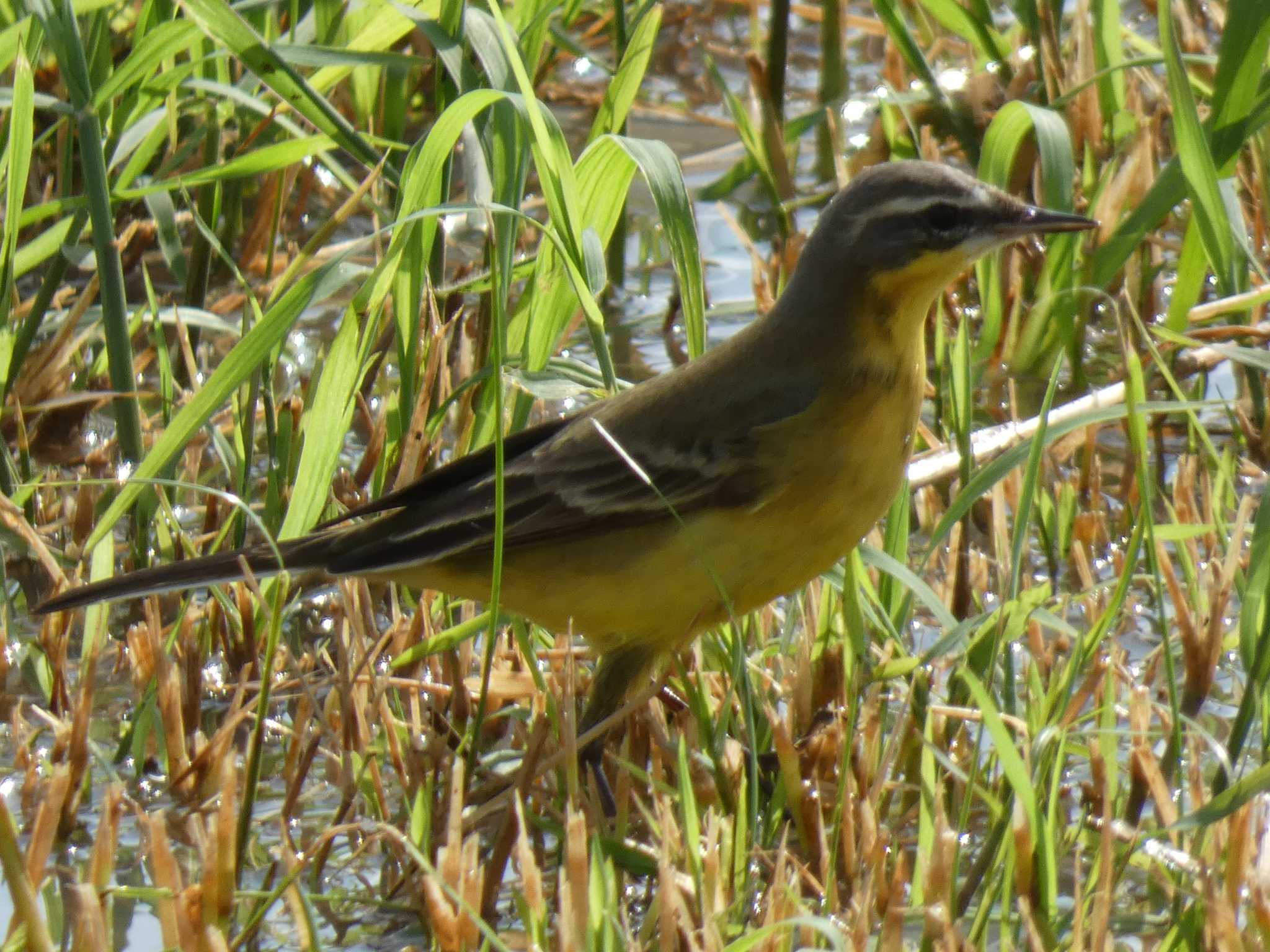 Photo of Eastern Yellow Wagtail(simillima) at Yoron Island by あおこん