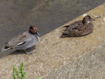 Tue, 5/5/2020 Birding report at 境川(境橋付近)