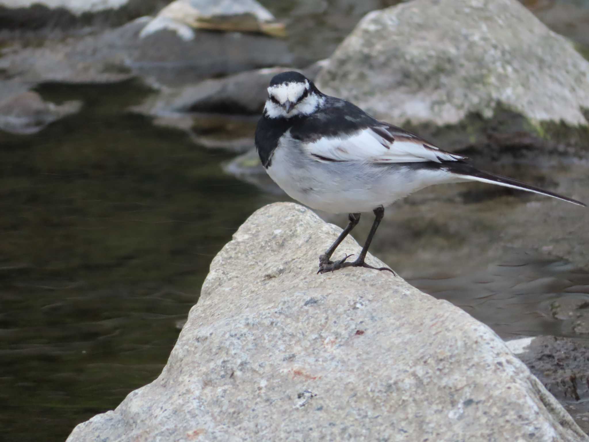 Photo of White Wagtail at 境川(境橋付近) by ゆ