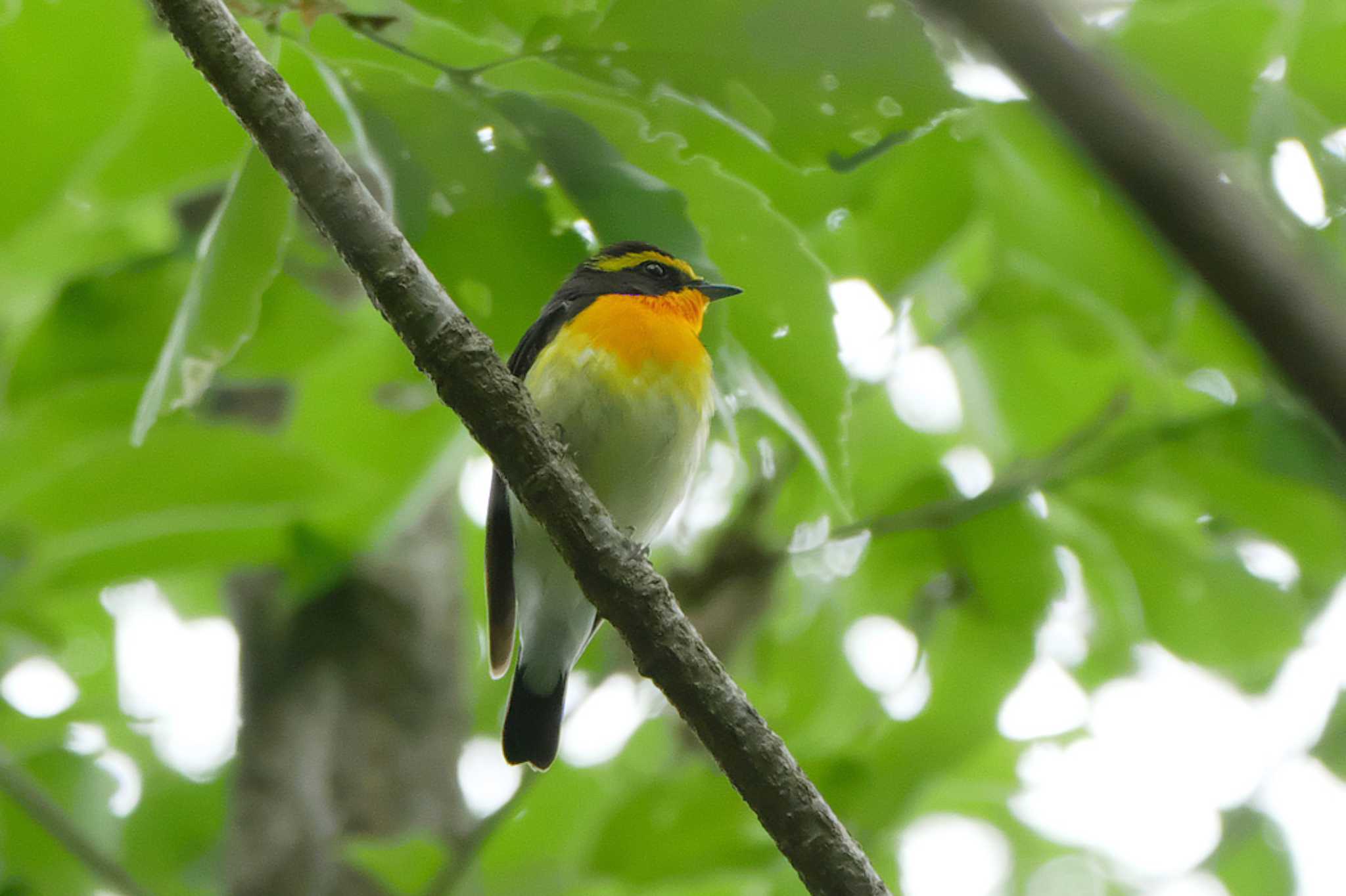 Photo of Narcissus Flycatcher at Machida Yakushiike Park by ぴくるす