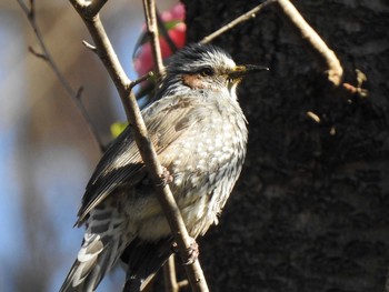 Brown-eared Bulbul こどもの国(横浜市) Mon, 1/20/2020