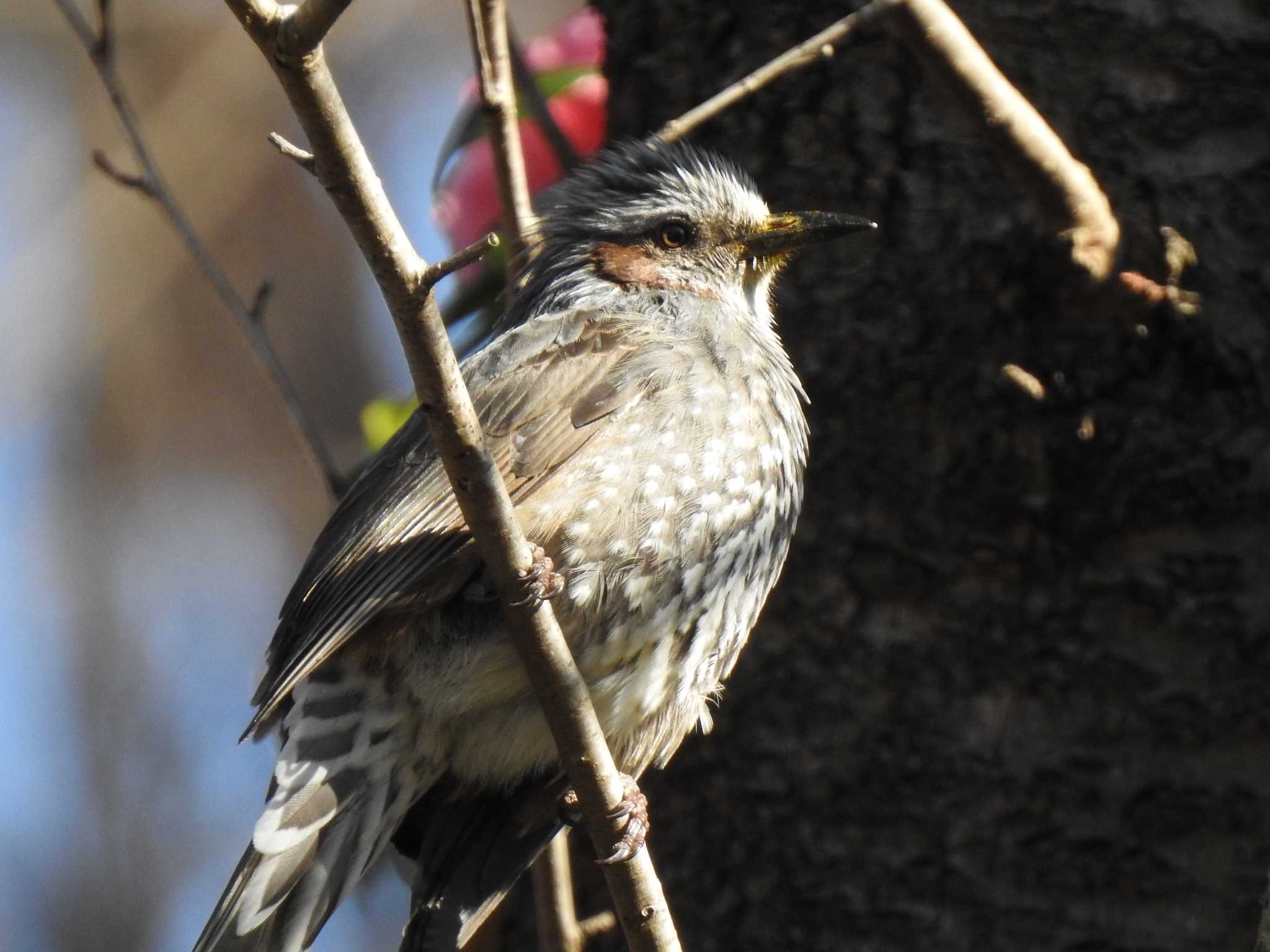 Photo of Brown-eared Bulbul at こどもの国(横浜市) by taiga