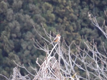 Bull-headed Shrike 長野県 Tue, 12/31/2019