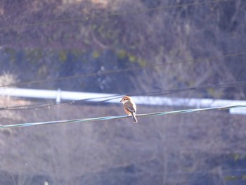 Bull-headed Shrike 長野県 Tue, 12/31/2019