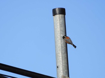 Varied Tit 長野県 Wed, 1/1/2020