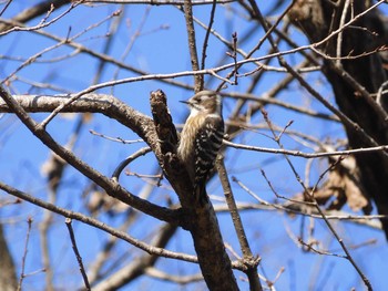 Japanese Pygmy Woodpecker 東京都多摩地域 Mon, 1/13/2020