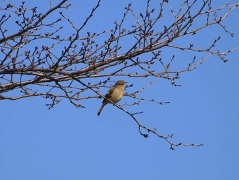 Daurian Redstart 東京都多摩地域 Mon, 1/13/2020