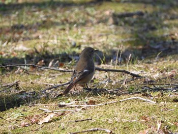 Daurian Redstart 東京都多摩地域 Mon, 1/13/2020