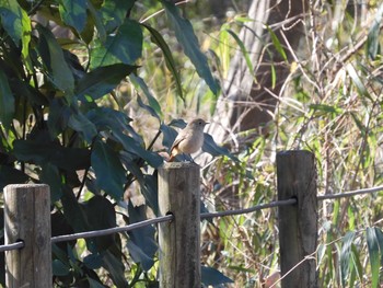 Daurian Redstart 東京都多摩地域 Mon, 1/13/2020