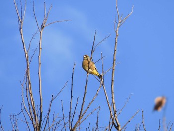 Grey-capped Greenfinch 東京都多摩地域 Wed, 12/18/2019