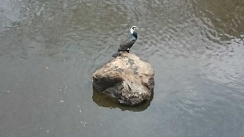 2020年1月4日(土) 目黒川の野鳥観察記録