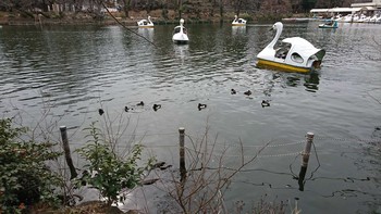 2020年2月15日(土) 井の頭恩賜公園の野鳥観察記録