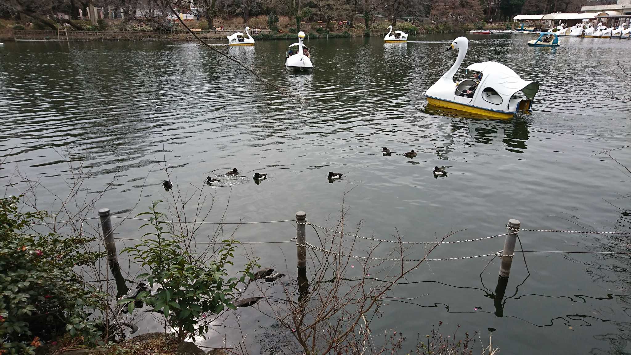 井の頭恩賜公園 キンクロハジロの写真 by ゆ