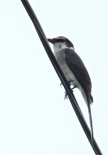 2020年5月6日(水) 恩納村の野鳥観察記録