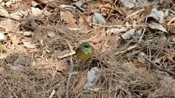 2020年2月29日(土) 明治神宮の野鳥観察記録