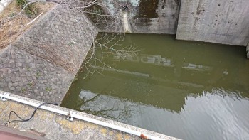 2020年2月18日(火) 飯田橋駅前の野鳥観察記録