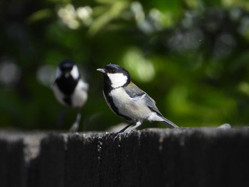 Japanese Tit 自宅 Tue, 5/5/2020