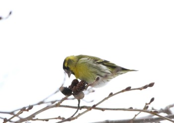 Eurasian Siskin Unknown Spots Unknown Date