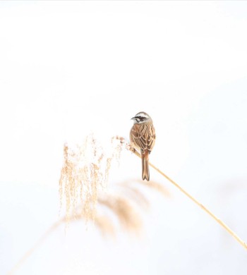 Meadow Bunting Unknown Spots Unknown Date