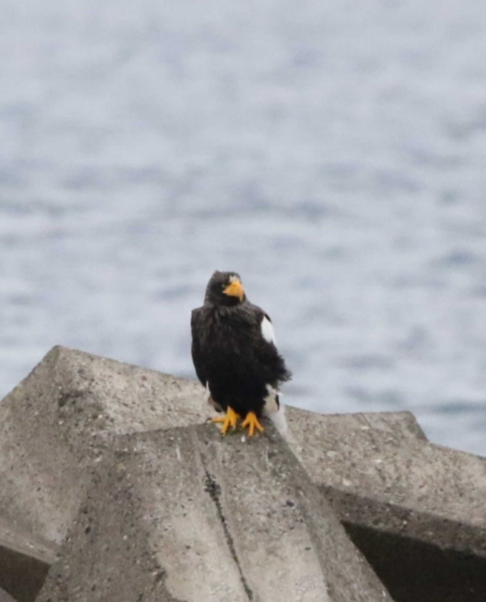 Photo of Steller's Sea Eagle at  by Kumi☆