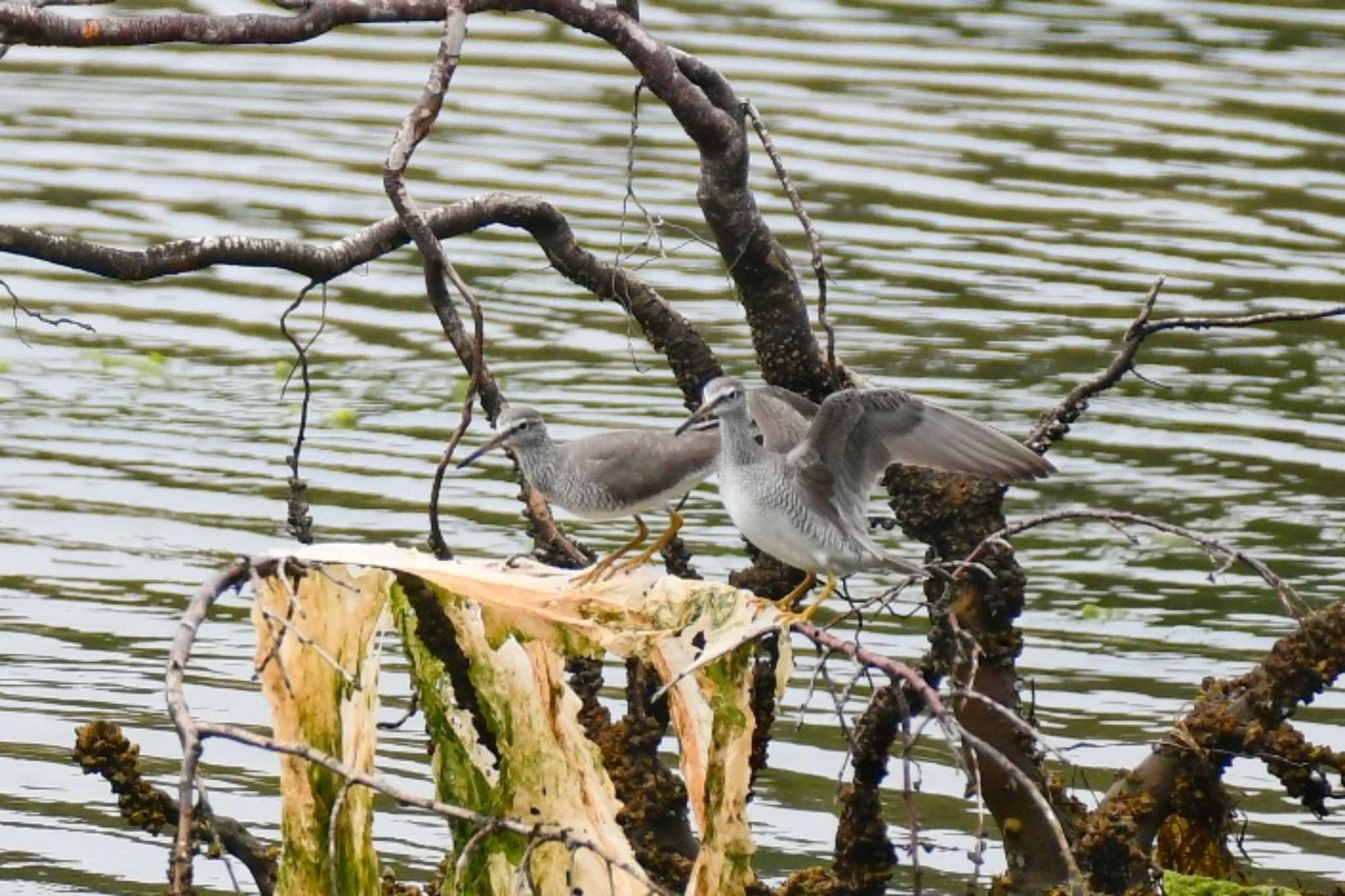 大阪南港野鳥園 キアシシギの写真