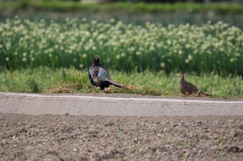 Tue, 5/5/2020 Birding report at 泉南市