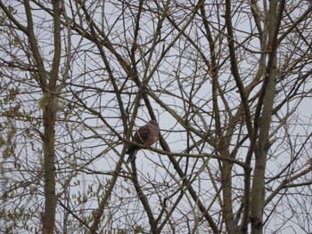 1970年1月1日(木) ポン川の野鳥観察記録