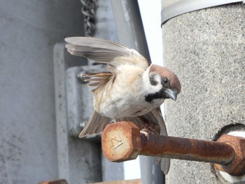 Eurasian Tree Sparrow 自宅 Fri, 5/1/2020